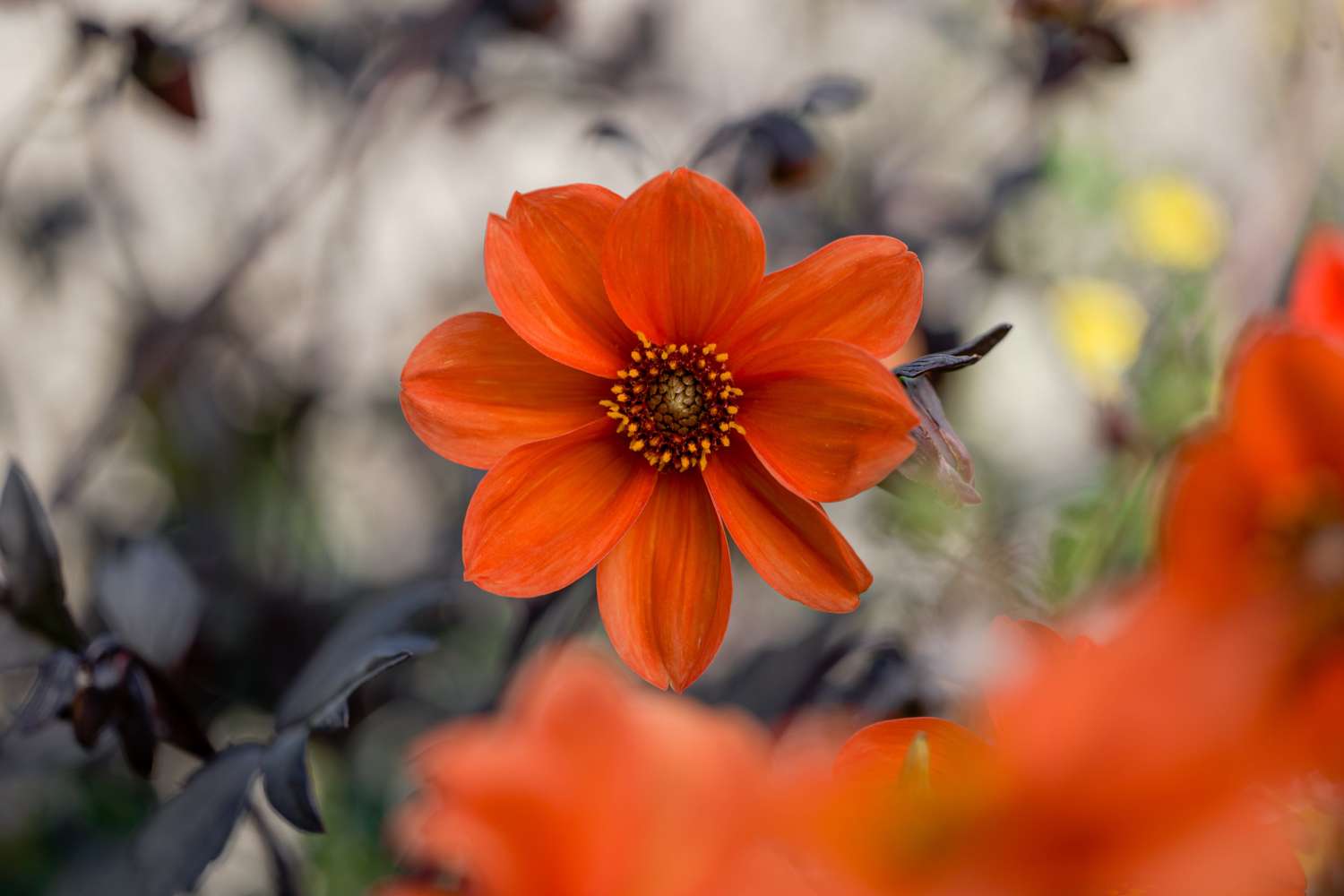 Daalia 'Bishop of Oxford'